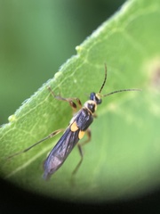 Trypherus frisoni
