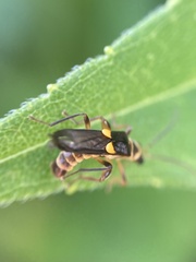 Trypherus frisoni