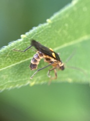 Trypherus frisoni