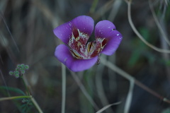 Calochortus venustus