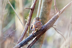 Passerella iliaca iliaca