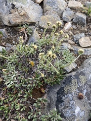 Antennaria alpina