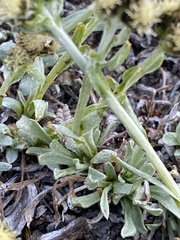 Antennaria alpina