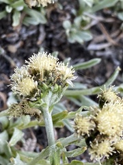 Antennaria alpina