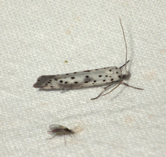 Yponomeuta irrorellus