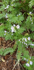 Polemonium pulcherrimum delicatum