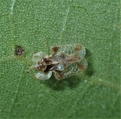 Corythucha juglandis