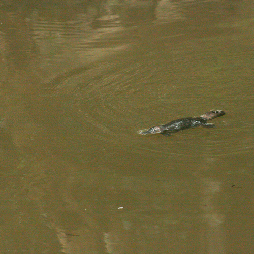 Platypus