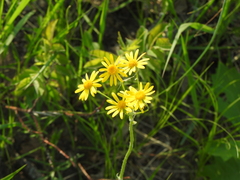 Tephroseris integrifolia