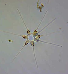 Asterionellopsis glacialis