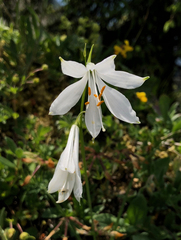 Paradisea liliastrum