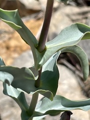 Penstemon spectabilis subinteger