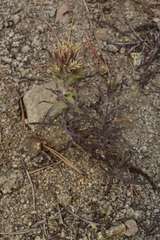 Castilleja nana