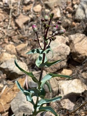 Penstemon spectabilis subinteger