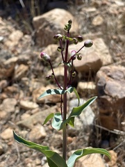 Penstemon spectabilis subinteger