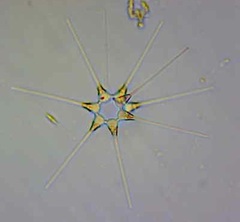 Asterionellopsis glacialis