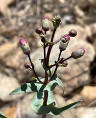 Penstemon spectabilis subinteger
