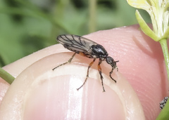 Bibio xanthopus