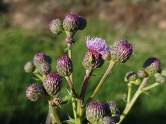 Cirsium arvense