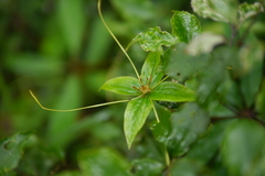 Paris polyphylla
