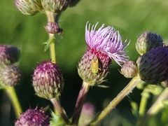 Cirsium arvense
