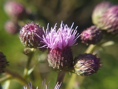 Cirsium arvense
