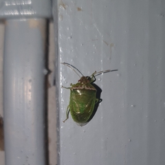 Cyptocephala
