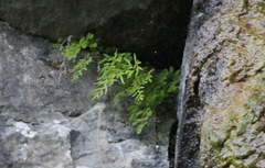 Cryptogramma stelleri