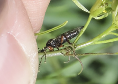 Bibio xanthopus