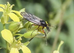 Bibio xanthopus