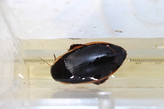 Dytiscus verticalis