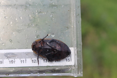 Dytiscus verticalis