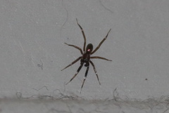 Phrurotimpus borealis