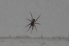 Phrurotimpus borealis