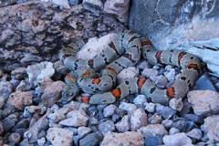 Lampropeltis alterna