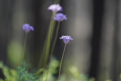 Dichelostemma multiflorum