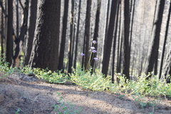 Dichelostemma multiflorum