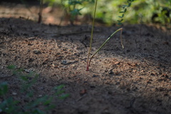 Dichelostemma multiflorum