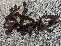 Desmarestia herbacea