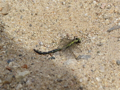 Ophiogomphus carolus