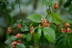 Euonymus tashiroi