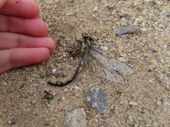 Ophiogomphus carolus