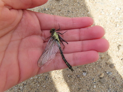 Ophiogomphus carolus