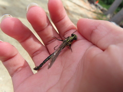 Ophiogomphus carolus
