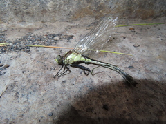 Ophiogomphus carolus