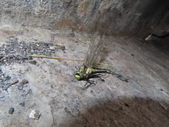 Ophiogomphus carolus