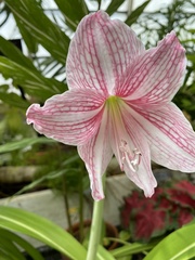 Hippeastrum reticulatum