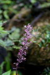 Liparis formosana