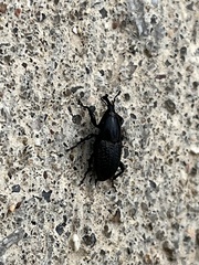 Sphenophorus cicatristriatus
