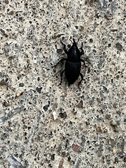 Sphenophorus cicatristriatus